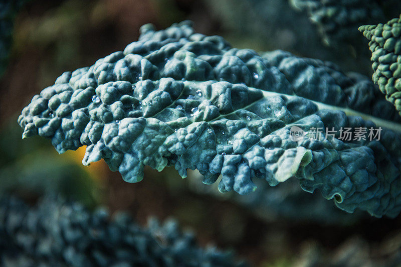 黑羽衣甘蓝(Brassica oleracea) -“Nero di Toscana”叶子特写